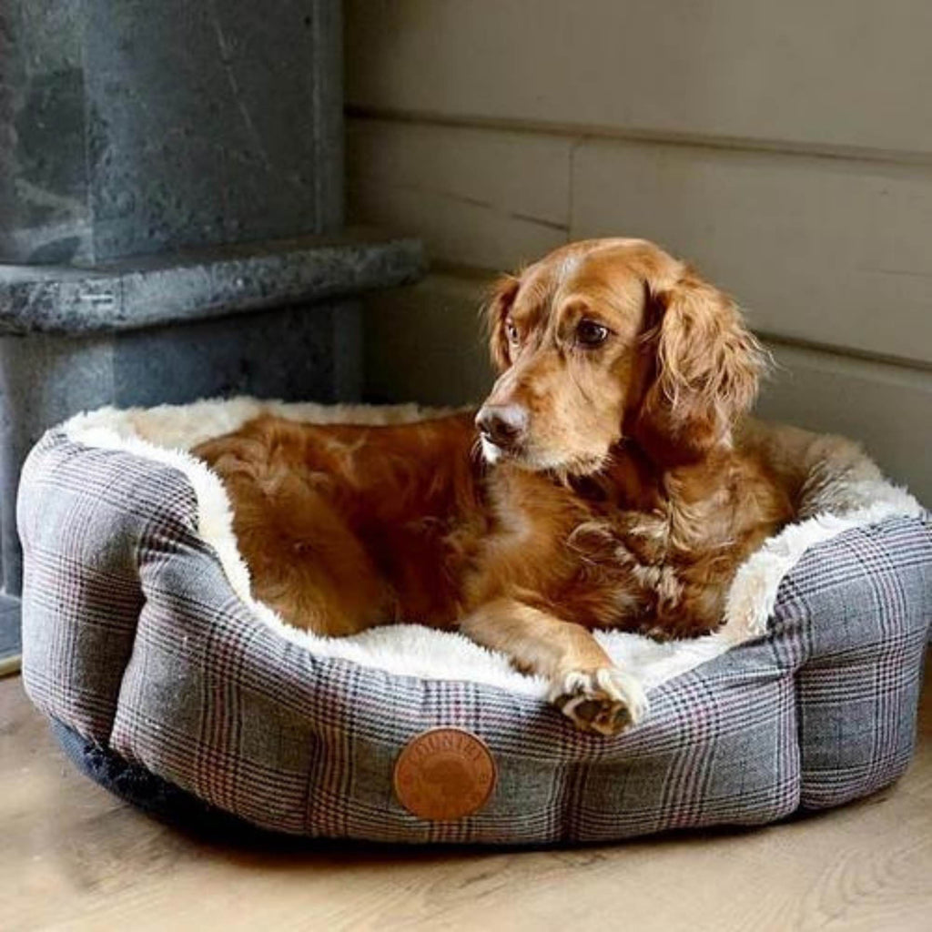 Modern luxe 2025 dog bed